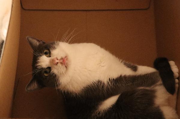 ROSALIA una gattina perfetta! Foto 5